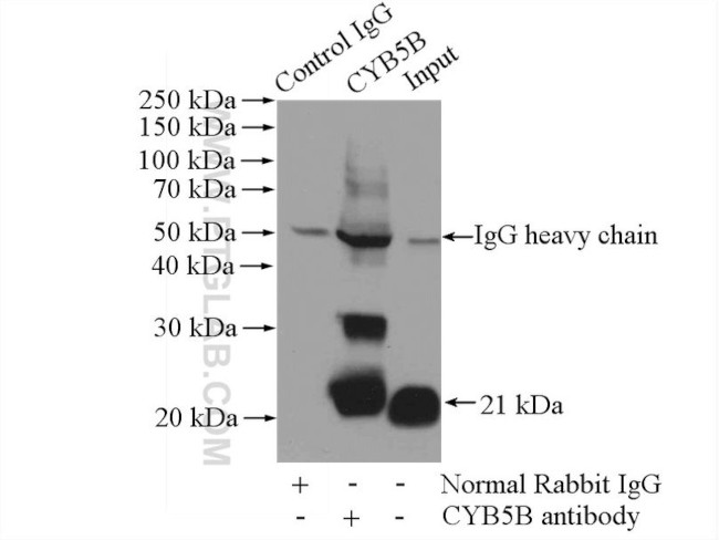 CYB5B Antibody in Immunoprecipitation (IP)