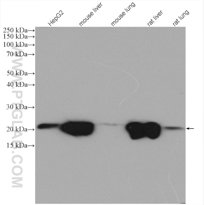 CYB5B Antibody in Western Blot (WB)