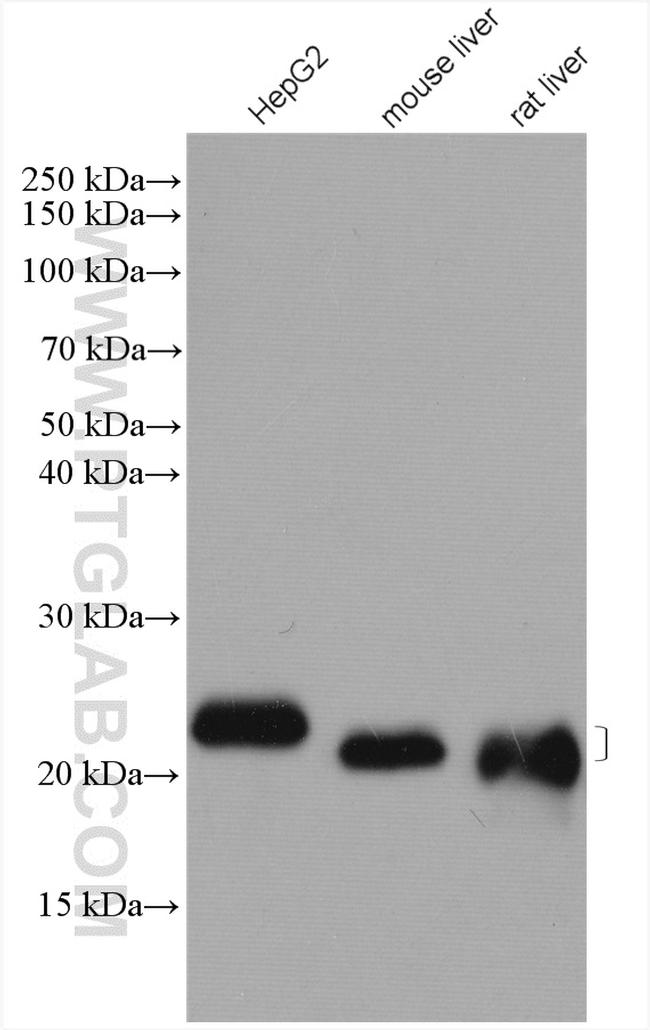 CYB5B Antibody in Western Blot (WB)