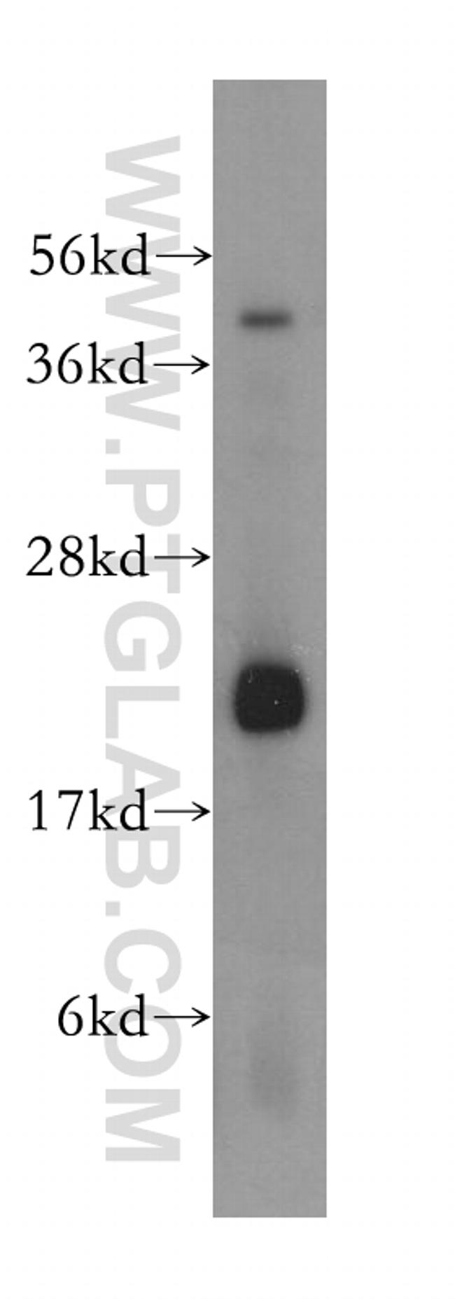 CYB5B Antibody in Western Blot (WB)