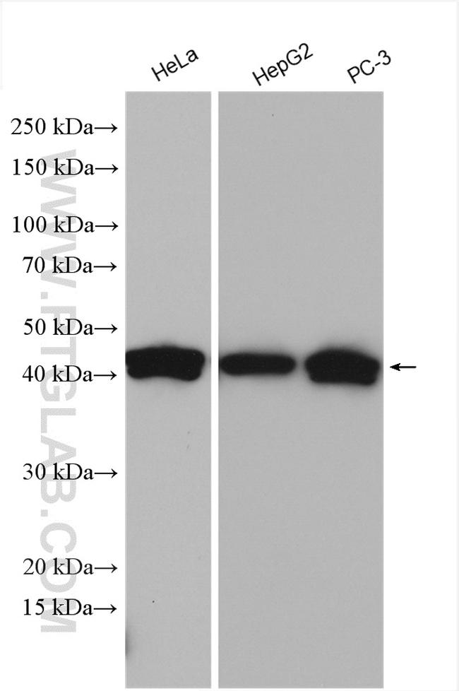 ADK Antibody in Western Blot (WB)