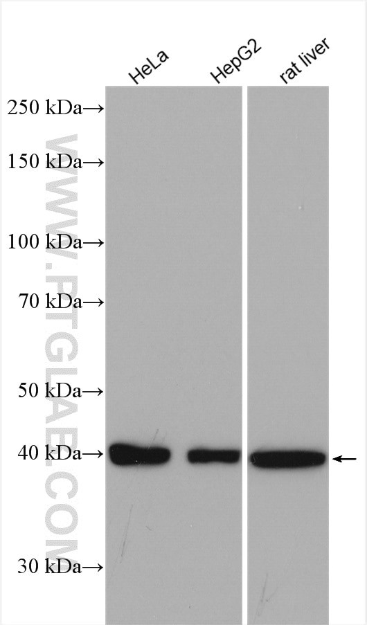 DNAJB11 Antibody in Western Blot (WB)