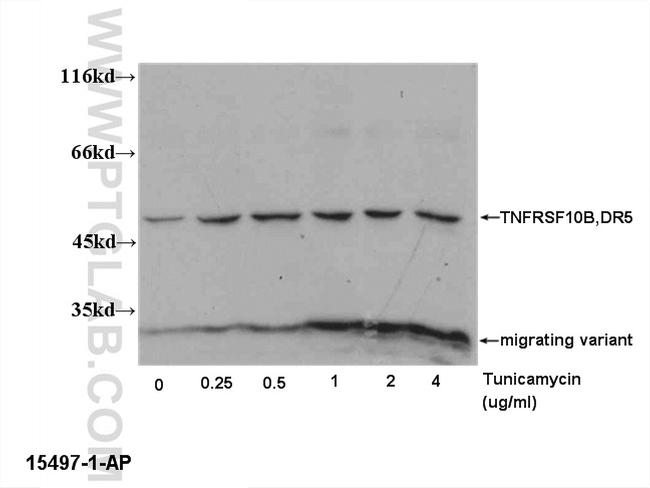 DR5 Antibody in Western Blot (WB)