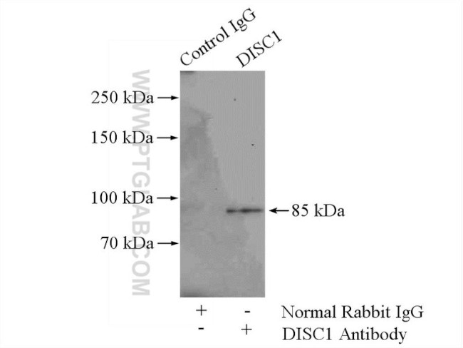 DISC1-long Antibody in Immunoprecipitation (IP)