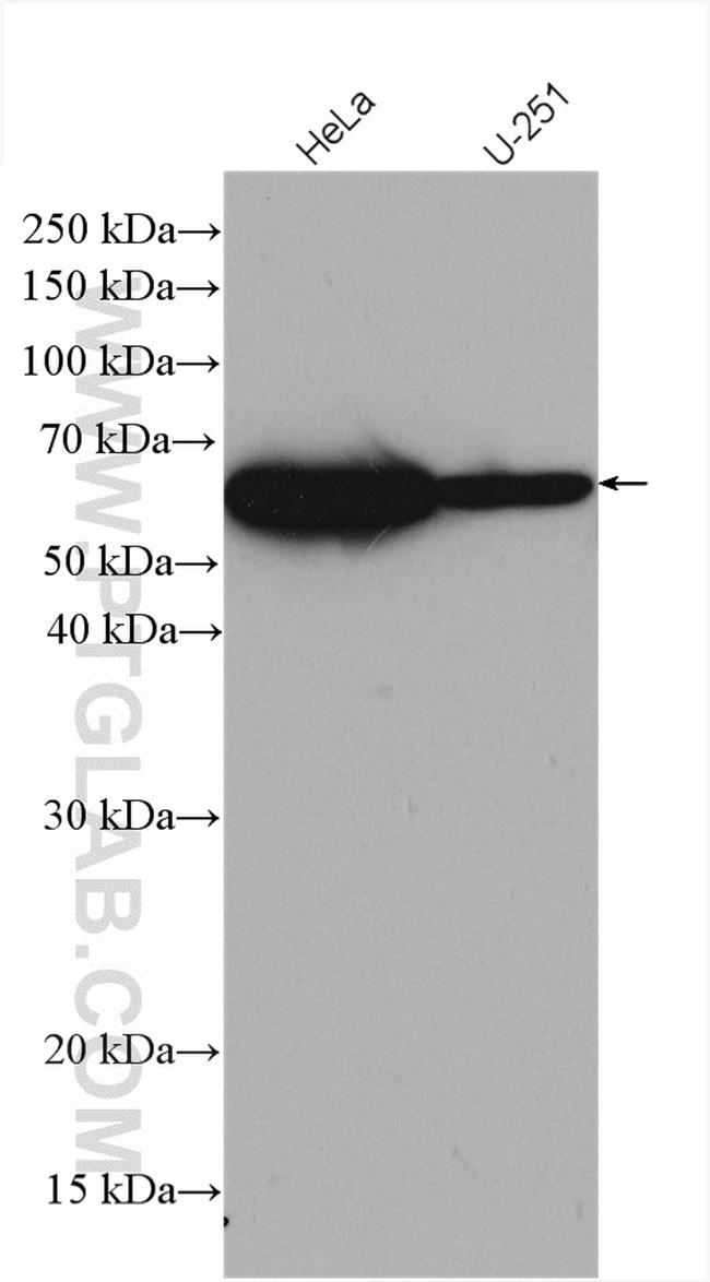 CABC1 Antibody in Western Blot (WB)