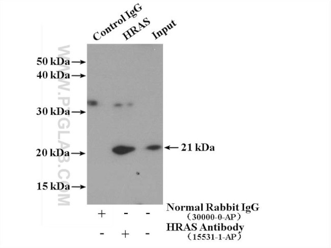 HRAS Antibody in Immunoprecipitation (IP)