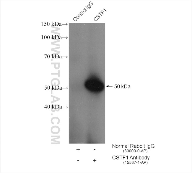 CSTF1 Antibody in Immunoprecipitation (IP)