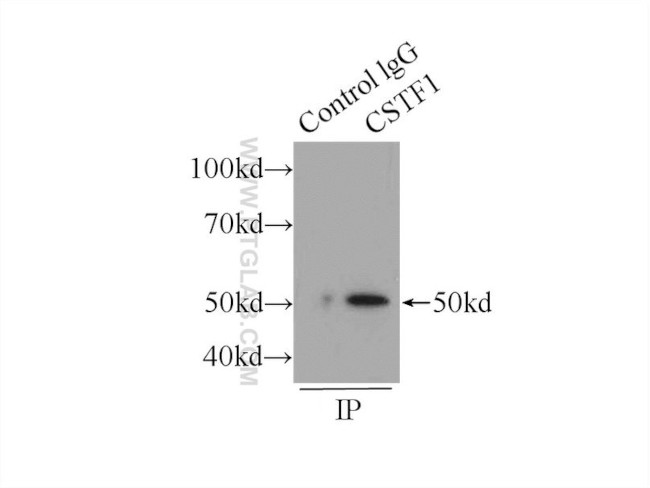 CSTF1 Antibody in Immunoprecipitation (IP)