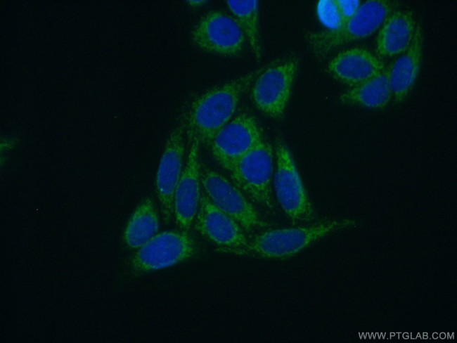 MRPL11 Antibody in Immunocytochemistry (ICC/IF)