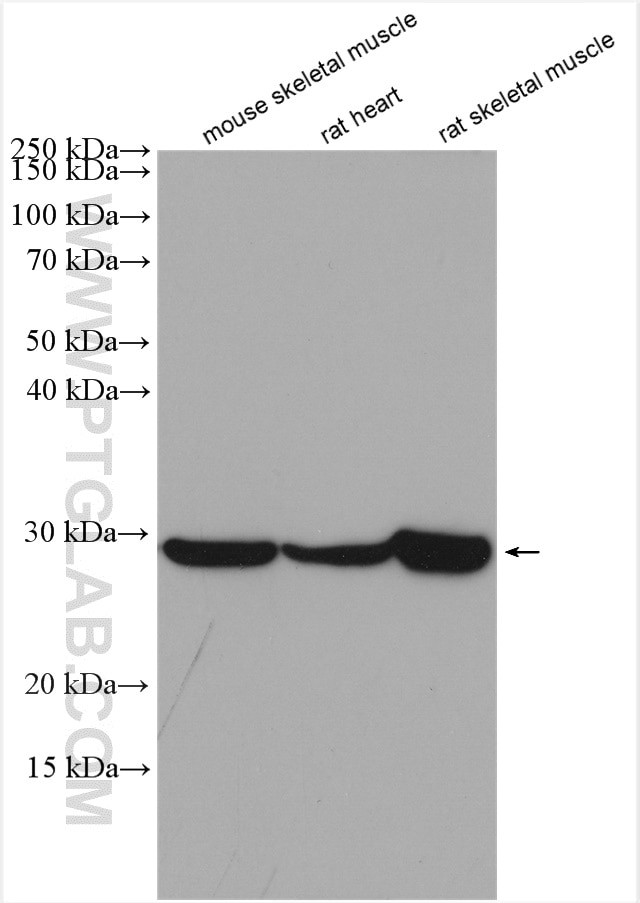 PGAM2 Antibody in Western Blot (WB)