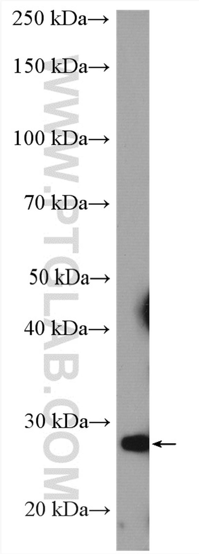 PGAM2 Antibody in Western Blot (WB)