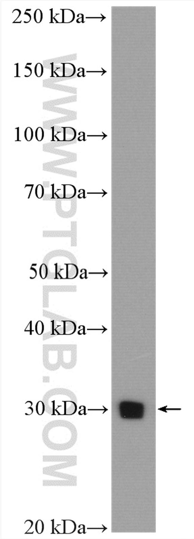 PGAM2 Antibody in Western Blot (WB)