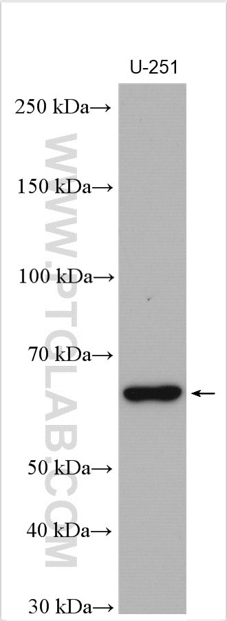 NOXA2/p67phox Antibody in Western Blot (WB)