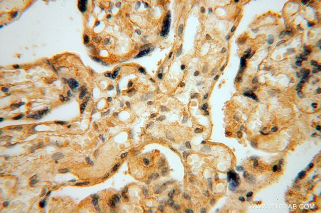 TRAPPC3 Antibody in Immunohistochemistry (Paraffin) (IHC (P))