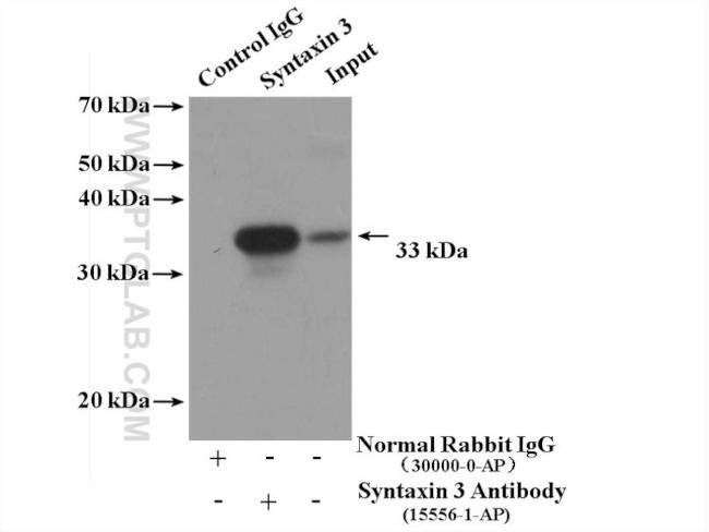 Syntaxin 3 Antibody in Immunoprecipitation (IP)