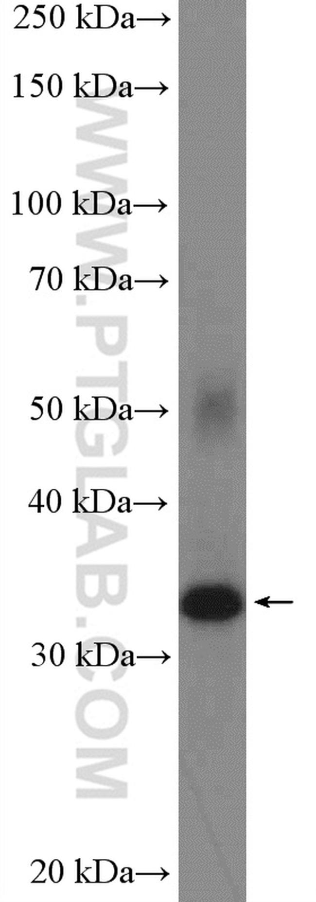 Syntaxin 3 Antibody in Western Blot (WB)