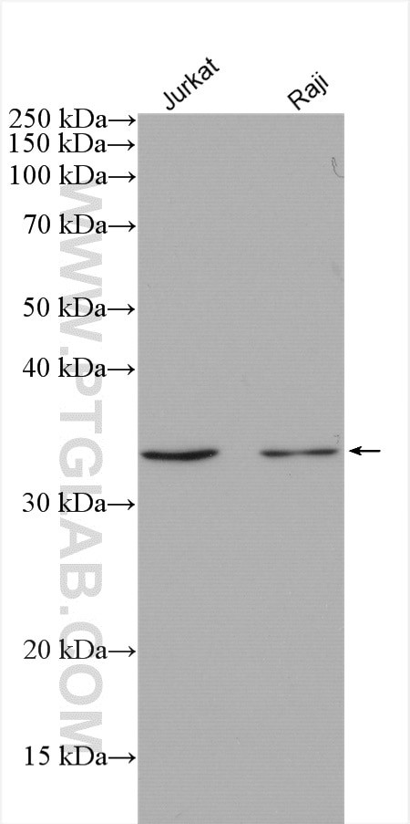 DIMT1L Antibody in Western Blot (WB)