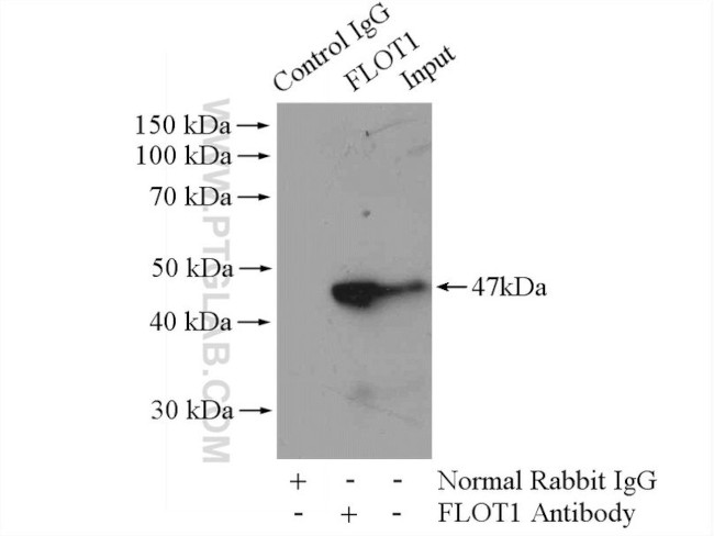 Flotillin 1 Antibody in Immunoprecipitation (IP)