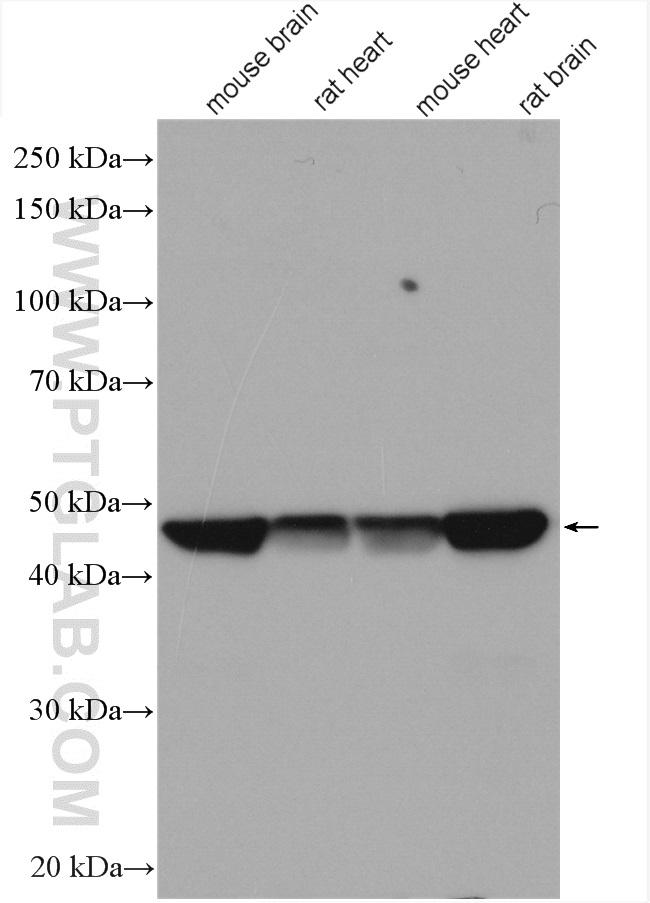 Flotillin 1 Antibody in Western Blot (WB)