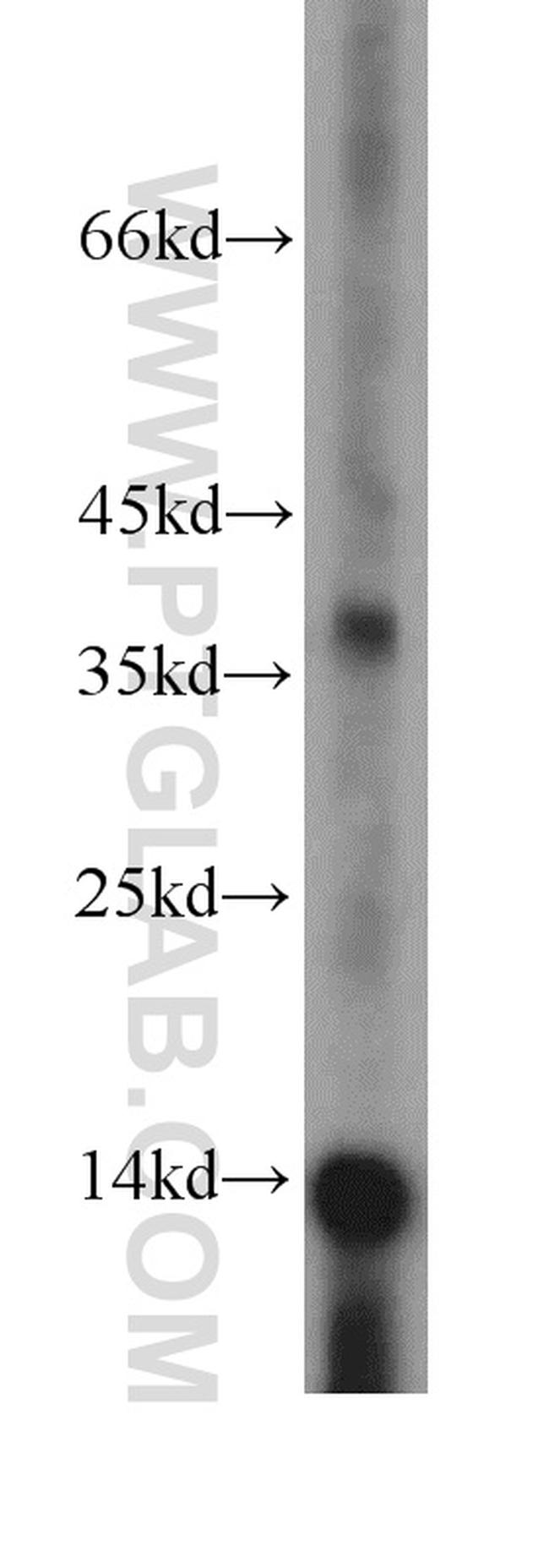 NDUFC2 Antibody in Western Blot (WB)