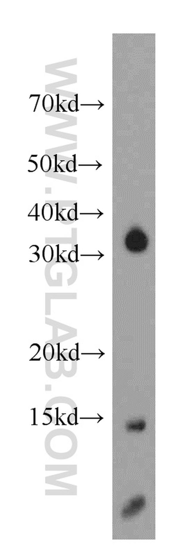 NDUFC2 Antibody in Western Blot (WB)