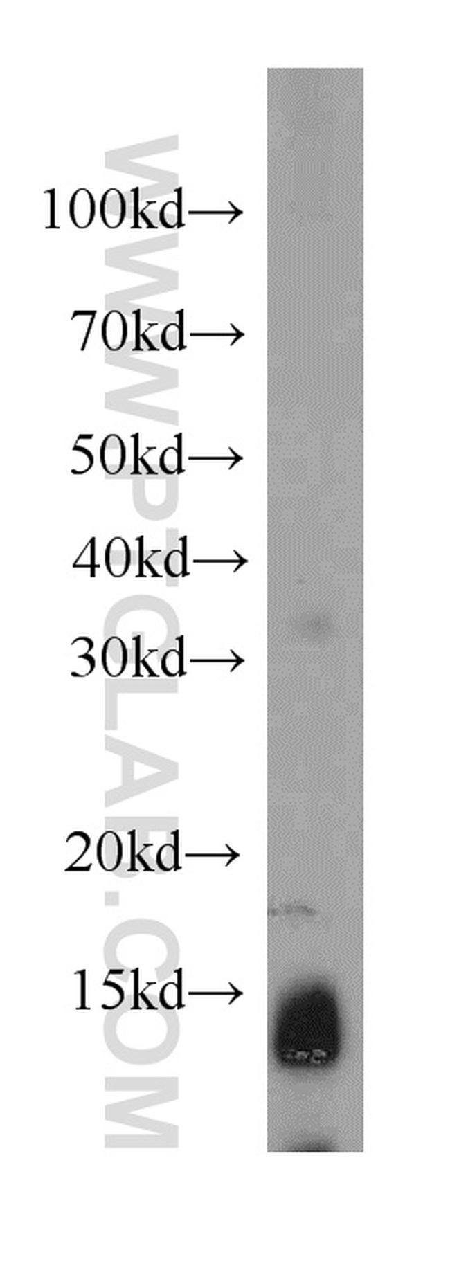 NDUFC2 Antibody in Western Blot (WB)