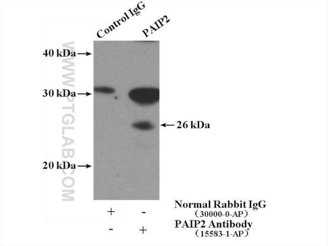 PAIP2 Antibody in Immunoprecipitation (IP)