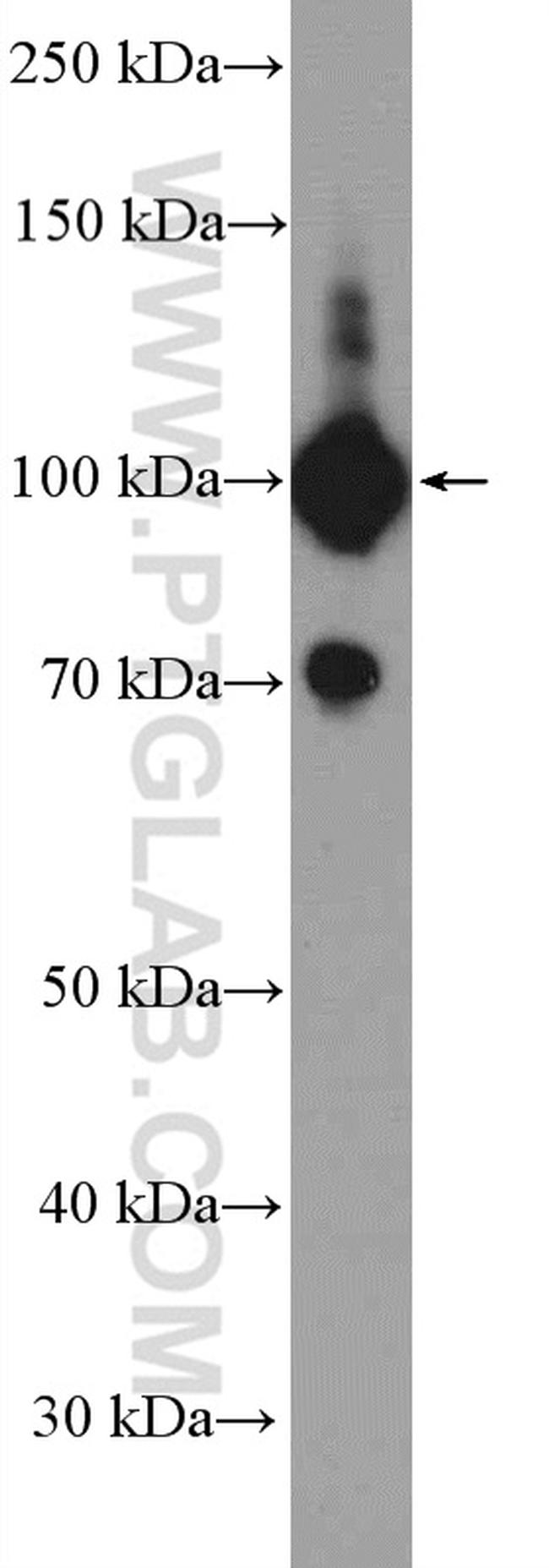 SFPQ Antibody in Western Blot (WB)