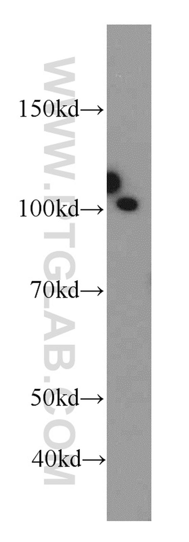 SFPQ Antibody in Western Blot (WB)