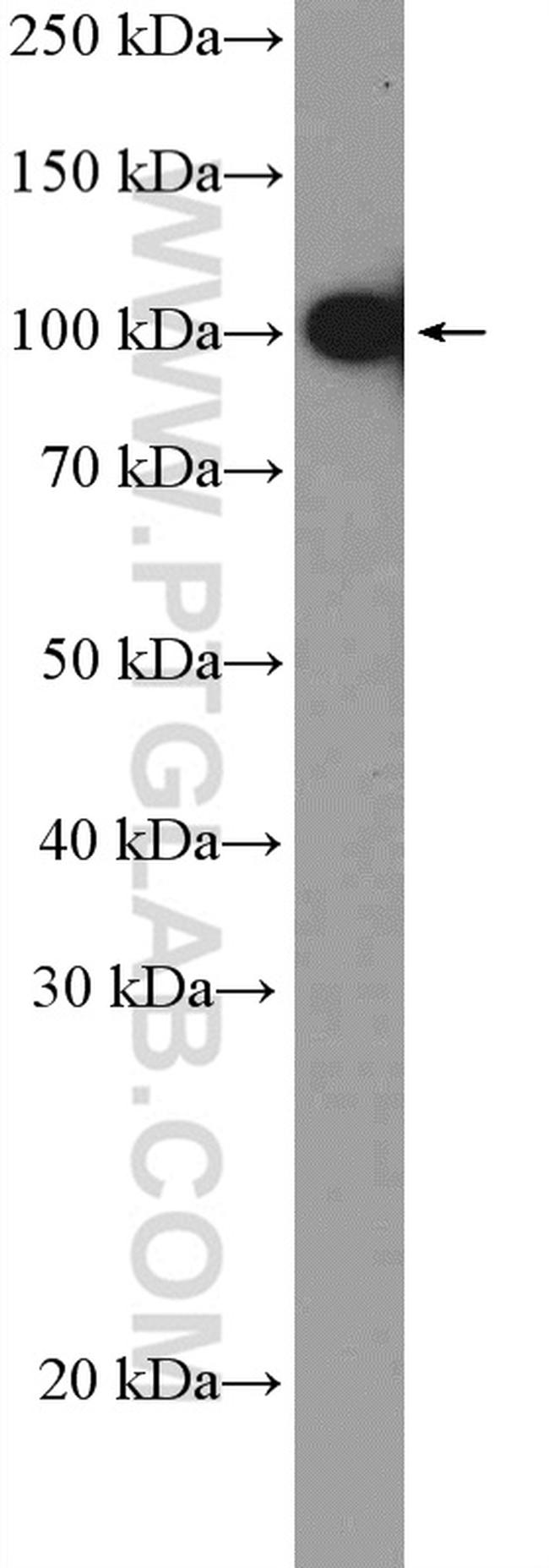 SFPQ Antibody in Western Blot (WB)