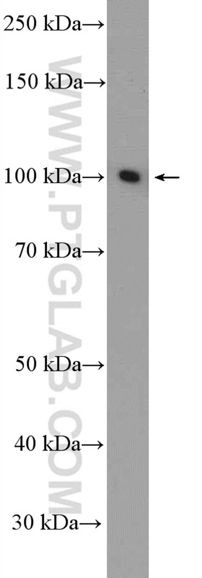 SFPQ Antibody in Western Blot (WB)