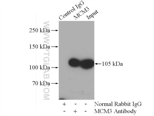 MCM3 Antibody in Immunoprecipitation (IP)