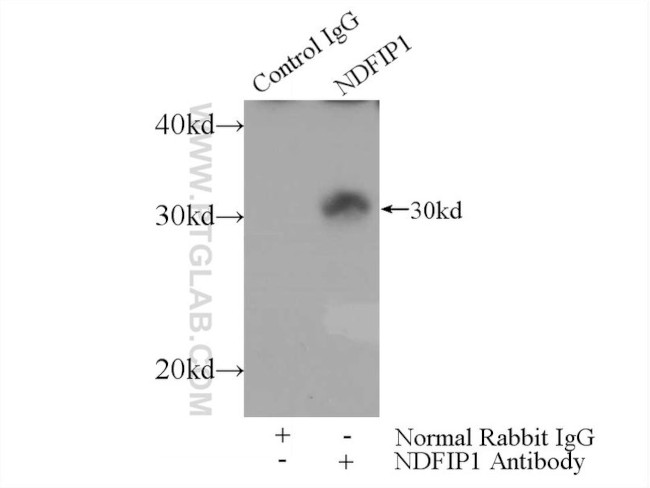 NDFIP1 Antibody in Immunoprecipitation (IP)