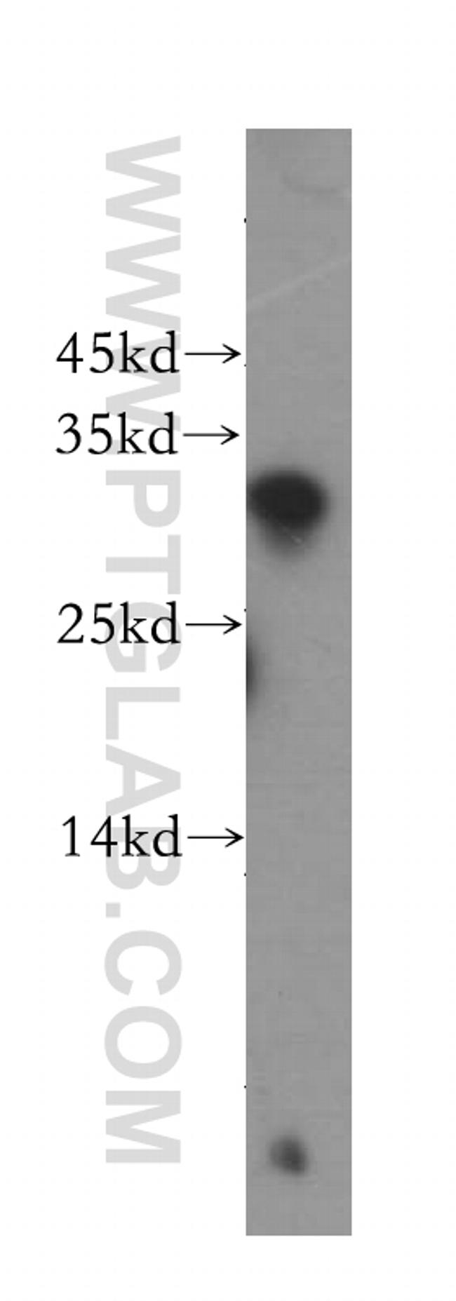 RNASEH1 Antibody in Western Blot (WB)