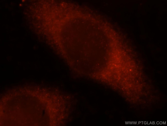 OXSR1 Antibody in Immunocytochemistry (ICC/IF)