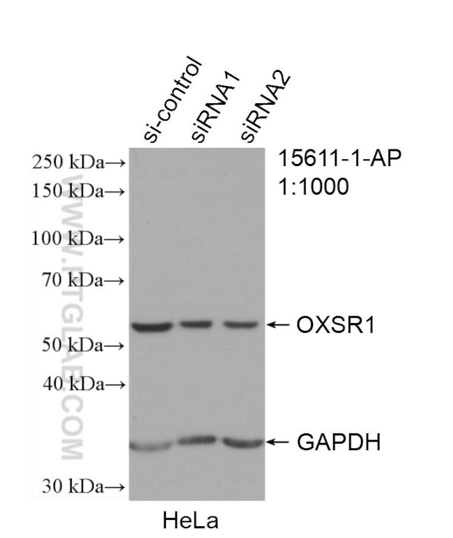 OXSR1 Antibody in Western Blot (WB)