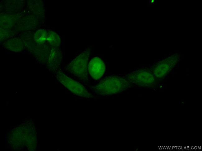 PRC1 Antibody in Immunocytochemistry (ICC/IF)