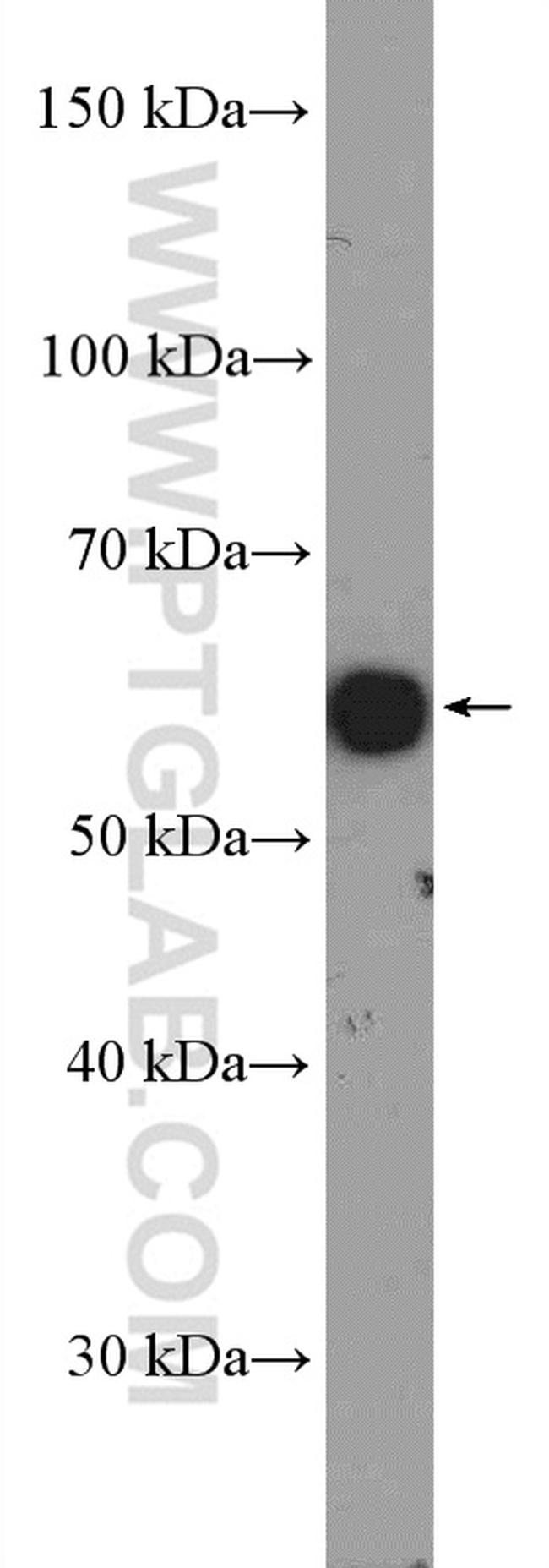 U2AF65 Antibody in Western Blot (WB)