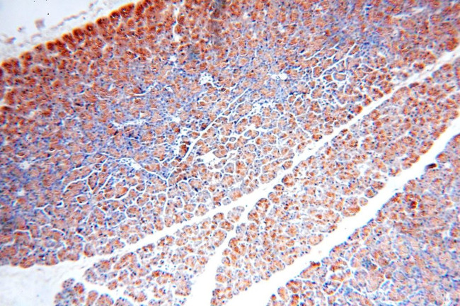 Carboxypeptidase A2 Antibody in Immunohistochemistry (Paraffin) (IHC (P))