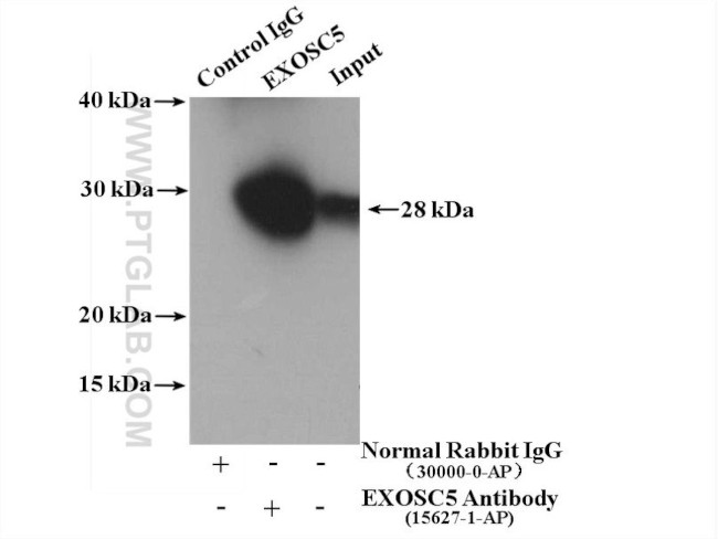 EXOSC5 Antibody in Immunoprecipitation (IP)