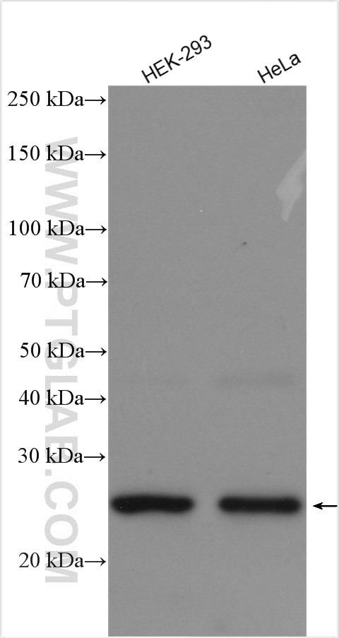 EXOSC5 Antibody in Western Blot (WB)