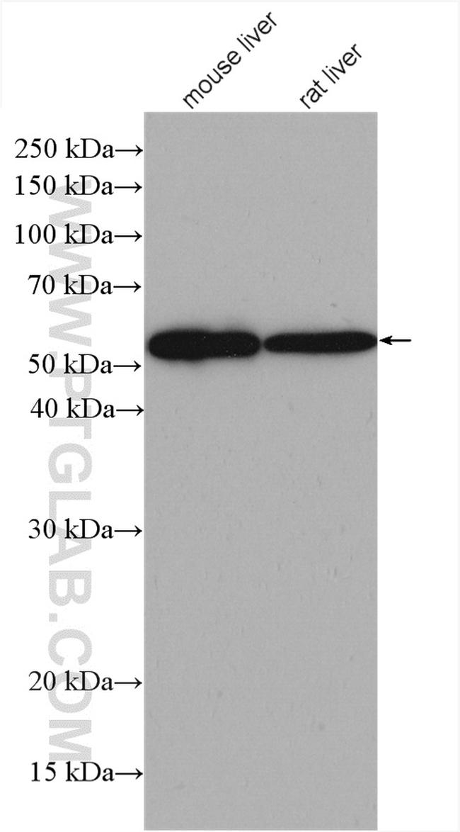 GCK Antibody in Western Blot (WB)