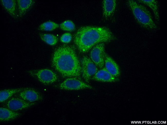 ACOT2 Antibody in Immunocytochemistry (ICC/IF)