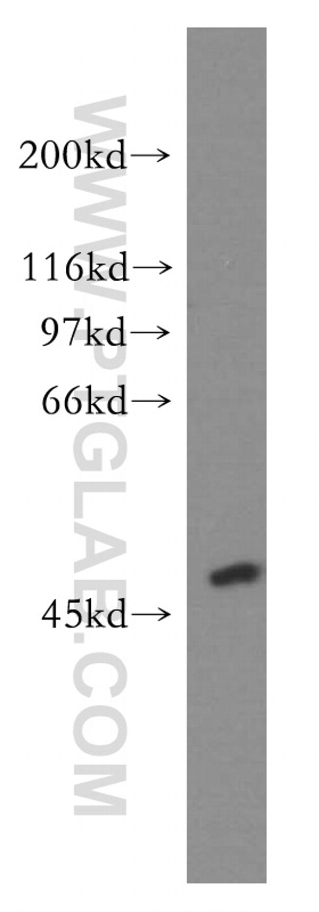 ACOT2 Antibody in Western Blot (WB)