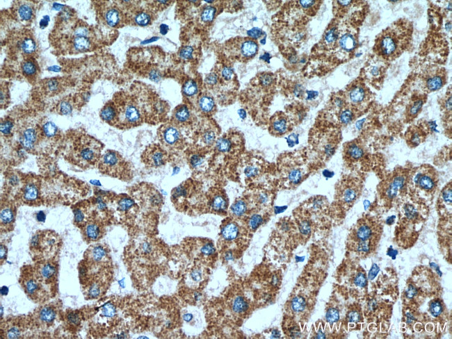 OPA3 Antibody in Immunohistochemistry (Paraffin) (IHC (P))