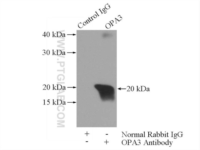 OPA3 Antibody in Immunoprecipitation (IP)