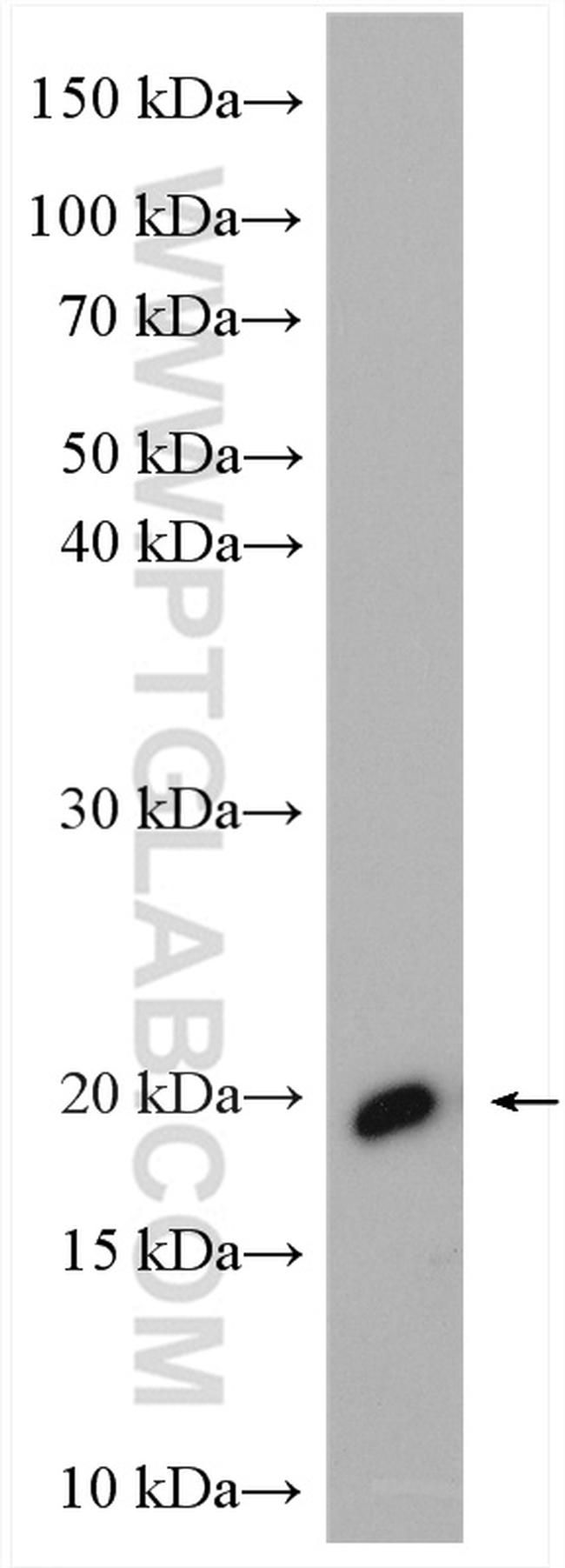 OPA3 Antibody in Western Blot (WB)