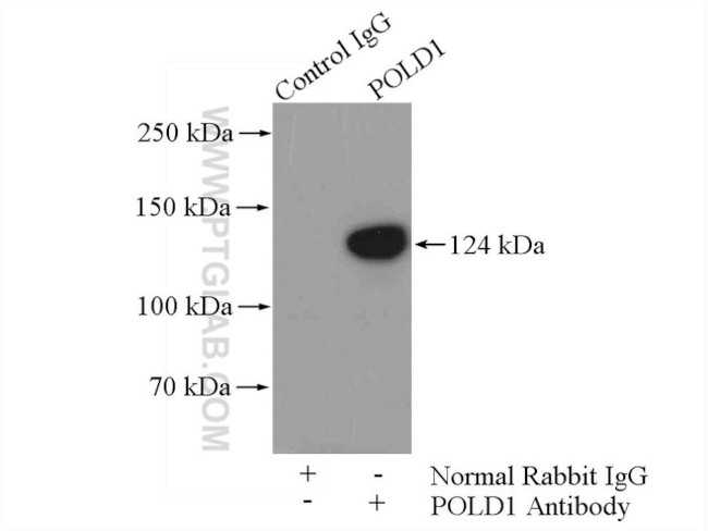 POLD1 Antibody in Immunoprecipitation (IP)