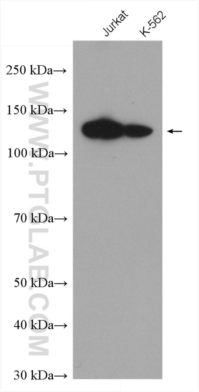 POLD1 Antibody in Western Blot (WB)