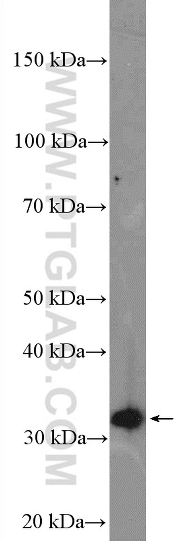 VPS37B Antibody in Western Blot (WB)